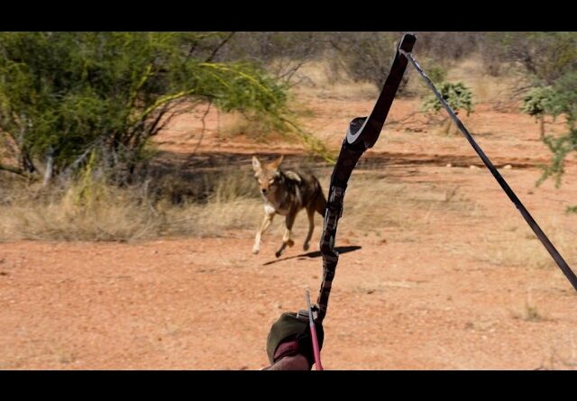 Bow Hunting Running Coyotes and Prowling Cats