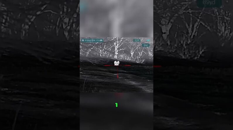 Hog Hunting: Thrilling First Shot & Epic Countdown Under the Scope! #shorts