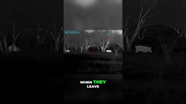 Hogs Return! Watch Hunters' Patience Pay Off with Epic Night Shot #shorts