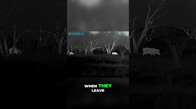 Hogs Return! Watch Hunters' Patience Pay Off with Epic Night Shot #shorts