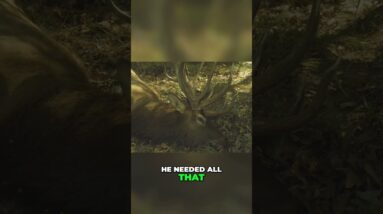 Hunting Epic: Incredible Elk, Rifle, and the Vast Wilderness! #shorts