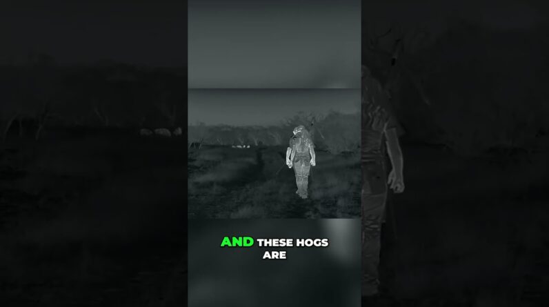 Hunting Expo Action: Close Stalking, Missed Shot, Bigger Target! #shorts