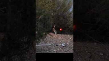 Jack Rabbit Kabob #archery