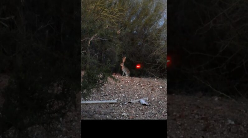 Jack Rabbit Kabob #archery