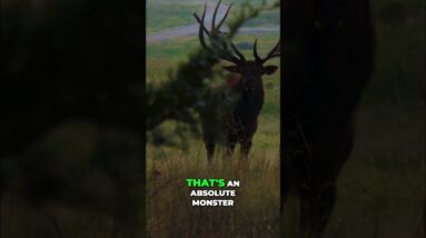Monster Elk Encounter: Hunters' Crazy Close Call! #shorts