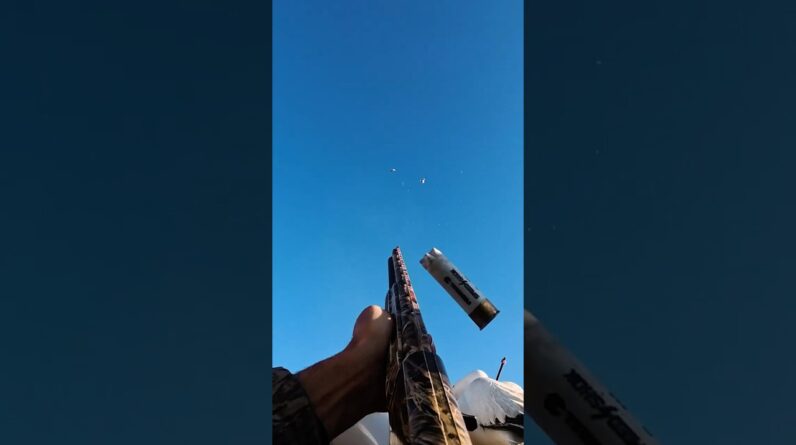 No Mercy, Snow Goose Migration