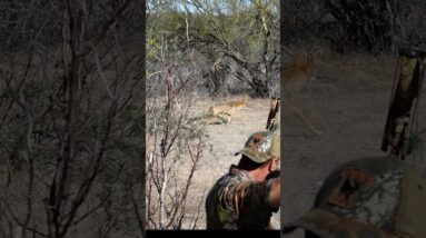 Pay The Price Coyote