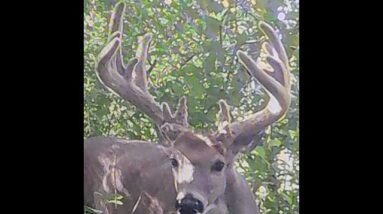 The classic over looked spot