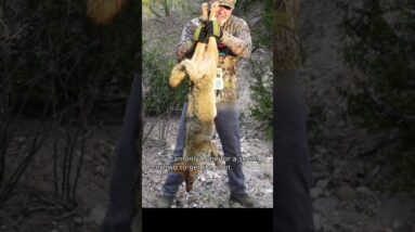Two Inch Speed Broadhead Passin Through Coyote