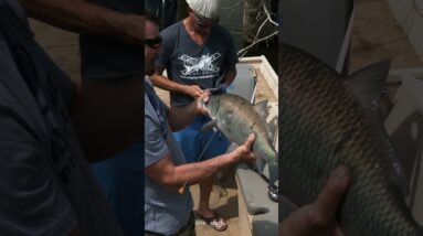 Man invents Fish Hawk Blowgun, shoots fish, breaks drone in three minutes.