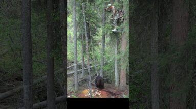 Black Bear Spear Hunter