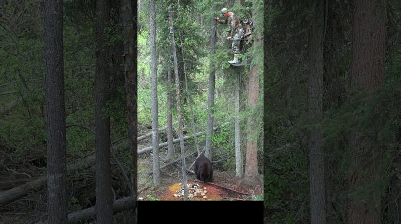 Black Bear Spear Hunter