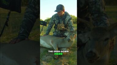 Deer Management: How to Choose a Good Buck & Why It Matters! #shorts