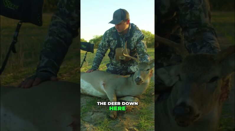 Deer Management: How to Choose a Good Buck & Why It Matters! #shorts