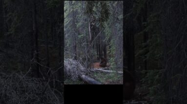 Dropping the spear on a big Alaskan Bear.