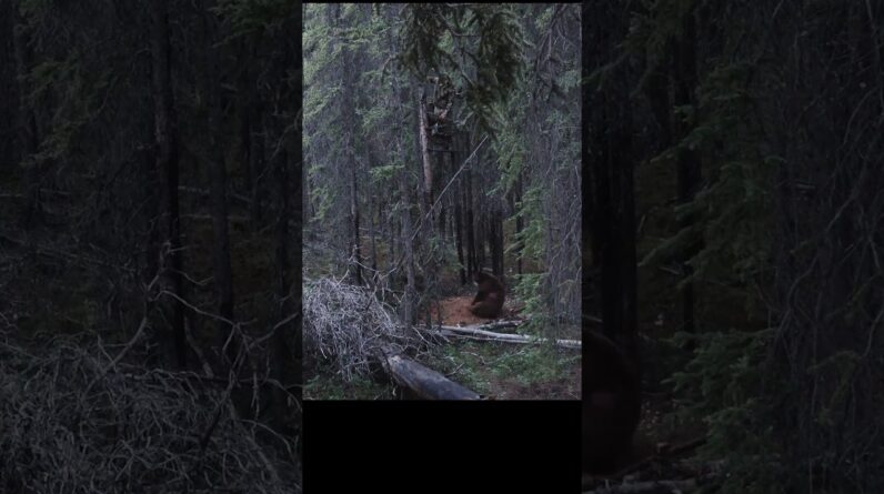 Dropping the spear on a big Alaskan Bear.