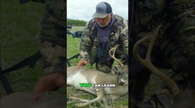 Hunter Reveals Rifle Secrets & Animal Study: Deadly Accurate! #shorts