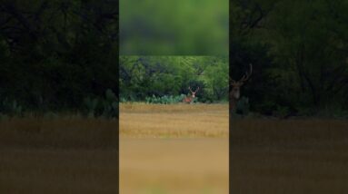 Hunter's Epic Fail: Watch Deer Outsmart the Hunt! #shorts