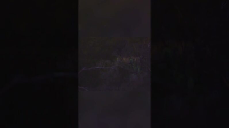 Hunting Axis Doe: Epic Shot! Watch Her Reaction (and My Ears!) #shorts