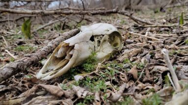 Scout more / fail less