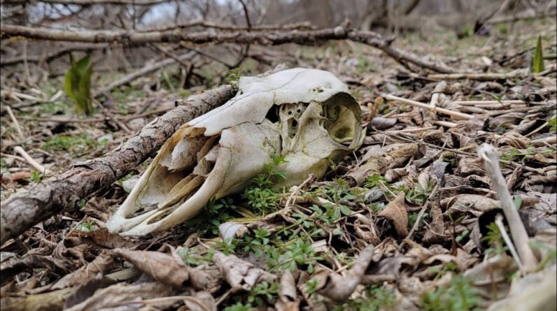 Scout more / fail less