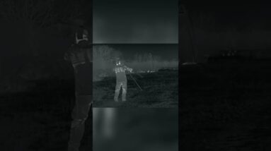 Stealth Hog Hunting: Thermal Scope Reveals Hogs Unaware! #shorts