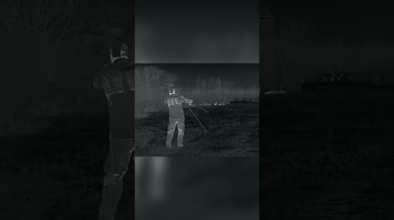 Stealth Hog Hunting: Thermal Scope Reveals Hogs Unaware! #shorts