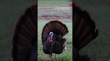 The Noggin Sloggin. Bowhunting, Head Targets.