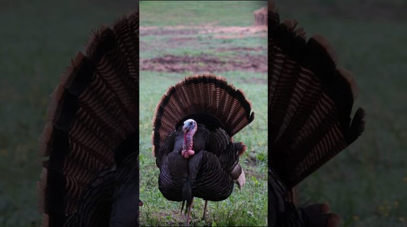 The Noggin Sloggin. Bowhunting, Head Targets.