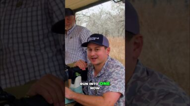 Hunting Axis Deer: Tracking & Entering the Blind for the Perfect Shot! #shorts