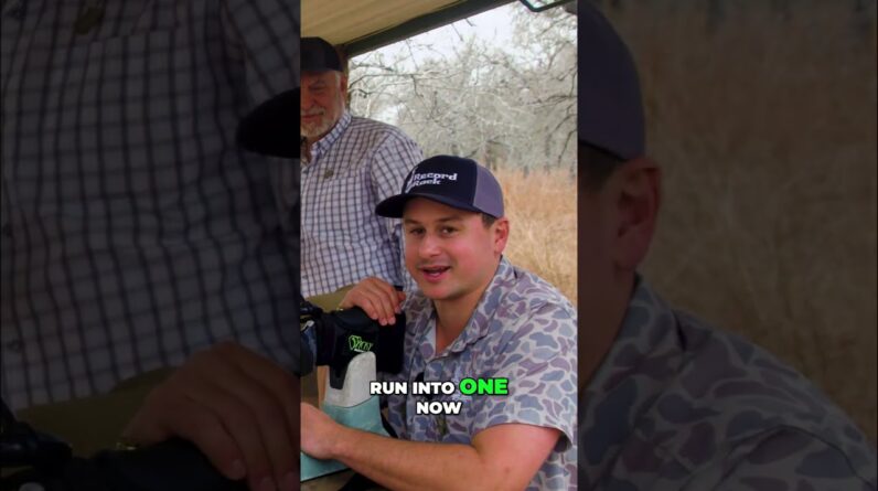 Hunting Axis Deer: Tracking & Entering the Blind for the Perfect Shot! #shorts