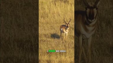 Antelope Hunt: Crossbow Shot in the Wild! #shorts