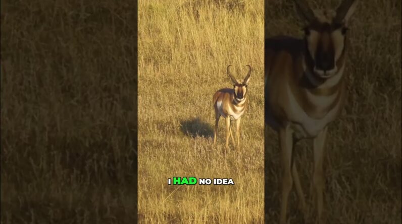 Antelope Hunt: Crossbow Shot in the Wild! #shorts