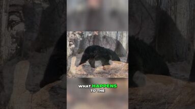 Bear Hunting: No Rush, Stunning Weather, and Post-Hunt Photos #shorts