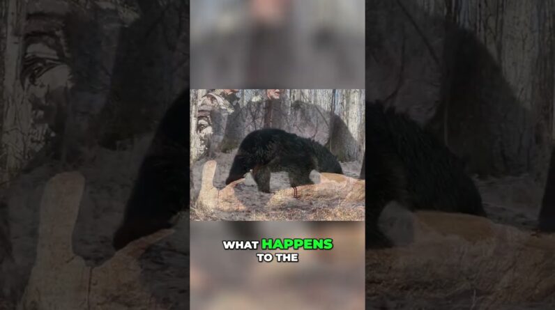 Bear Hunting: No Rush, Stunning Weather, and Post-Hunt Photos #shorts