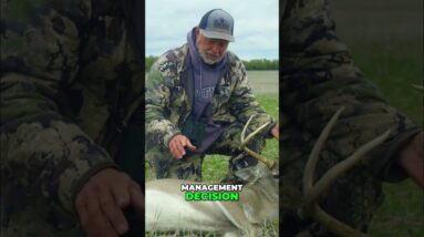 Deer Hunting: Unlock Secret of Trophy Bucks' Genetics #shorts