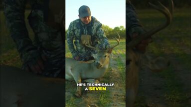 Hunting a 7-Point Buck: Epic Shot & Quick Deer Analysis! #shorts