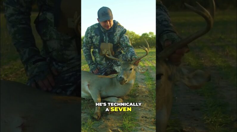 Hunting a 7-Point Buck: Epic Shot & Quick Deer Analysis! #shorts