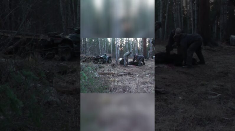 Hunting the Bear: Thrilling Aftermath Unveiled! #shorts