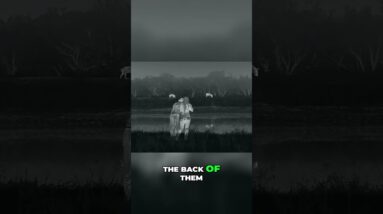 Night Hunt: Perfect Shot Setup for Hogs! (Thermal POV) #shorts