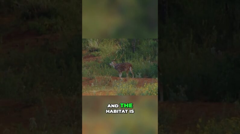 Texas Free-Range Axis Deer: Why Are They Everywhere? #shorts