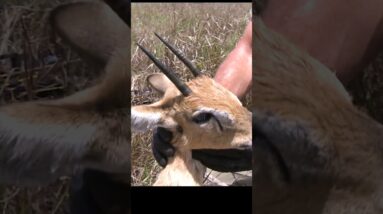 120 yard bow shot on African orbi