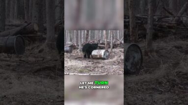 Bear Kill Shot: Watch This Hunter's Epic Rifle Skills! #shorts