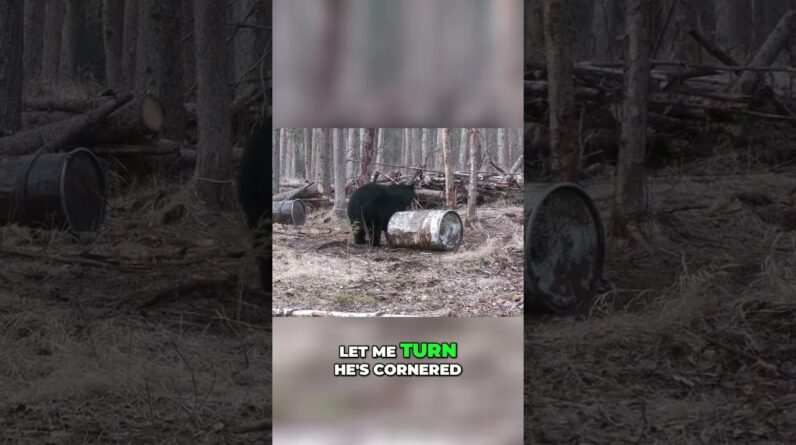 Bear Kill Shot: Watch This Hunter's Epic Rifle Skills! #shorts