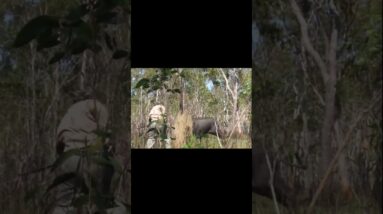 Buffalo Charge, Quick Draw BOOM