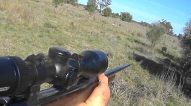 Chasing ferals in the Aussie bush.