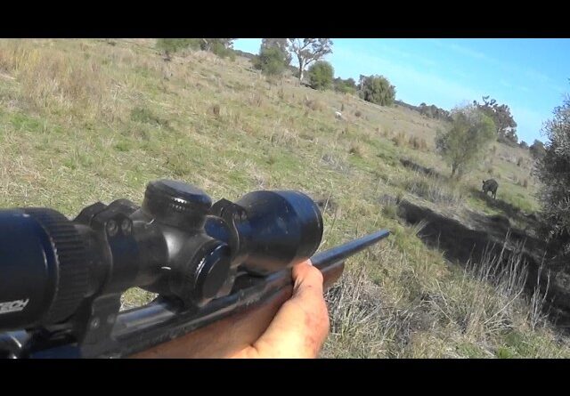 Chasing ferals in the Aussie bush.