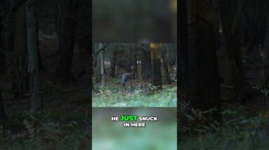 Deer Hunting: Watch This Doe Sneak In! #shorts