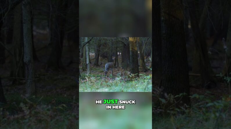Deer Hunting: Watch This Doe Sneak In! #shorts