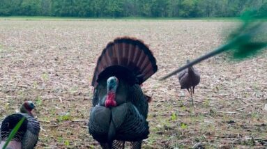 Five Yards I'm at full draw.
